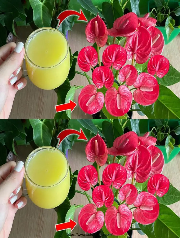 Sólo una taza al día y las flores florecen todo el año sin admirar