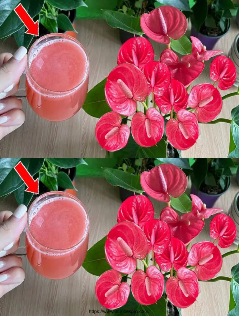 Sólo 1 taza hecha a flor Anthurium 10 veces más de lo habitual