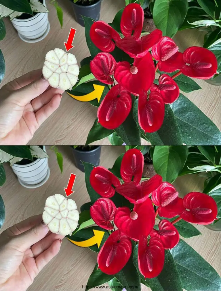 Sólo una rebanada de ajo reventará el Anthurium con tantas flores hermosas