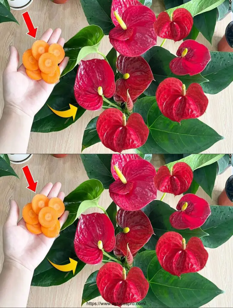 Una rodaja de zanahoria explotará Anthurium con tantas flores hermosas