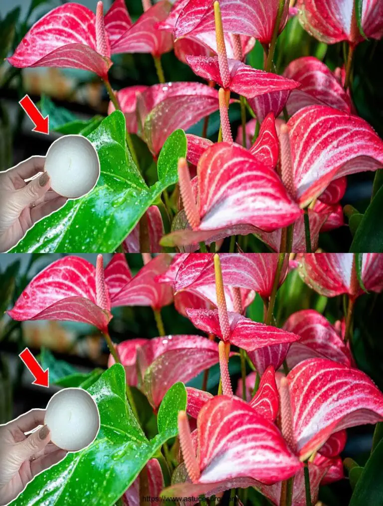 Sólo unas cuantas rebanadas de cebolla florecerán Anthurium con tantas flores hermosas