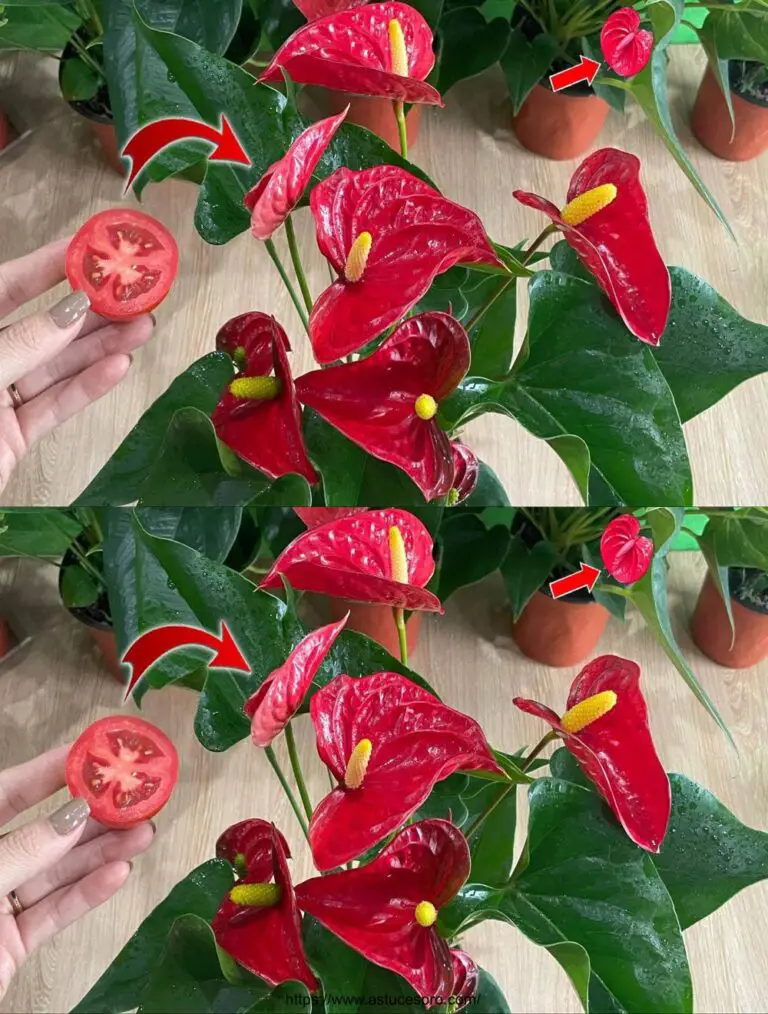 Sólo una rodaja de tomate puede explotar el Anthurium con tantas flores hermosas