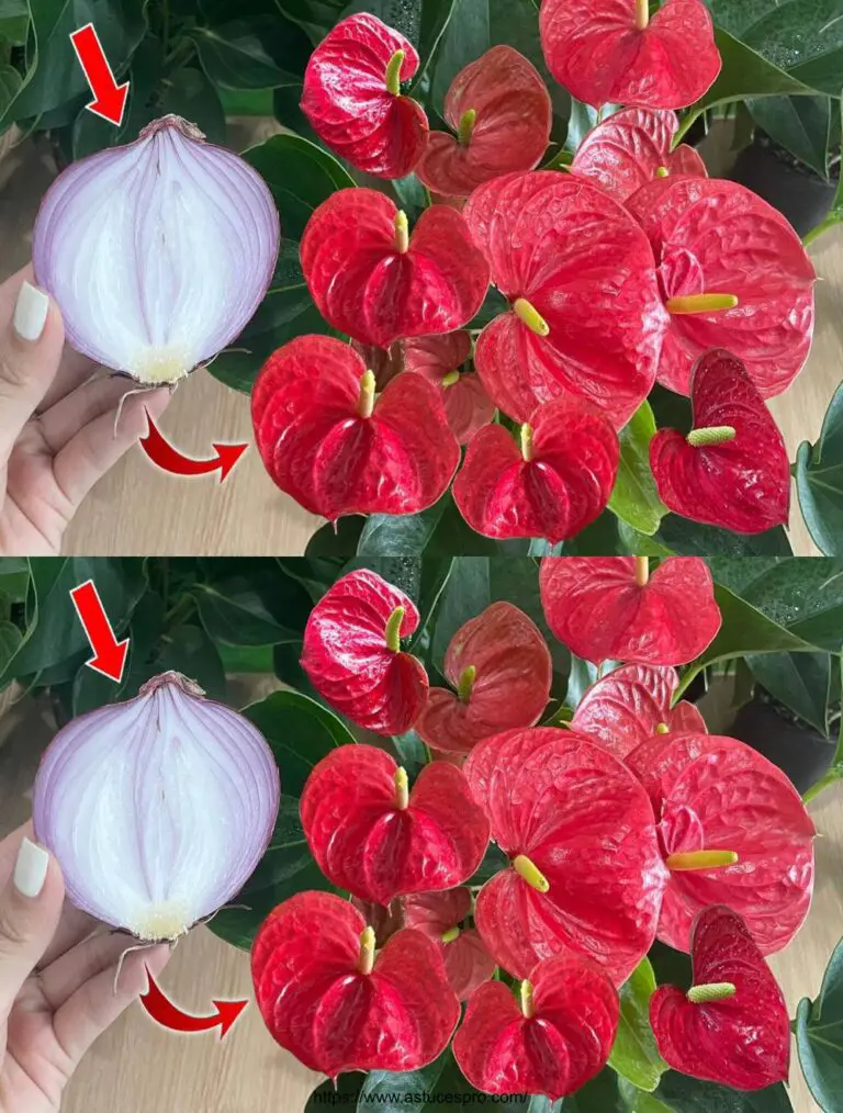 Una rebanada de cebolla puede explotar el Anthurium con una multitud de flores hermosas!