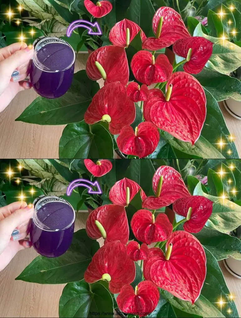 Sólo un vaso de agua en la raíz, el Anthurium florece repentinamente en abundancia