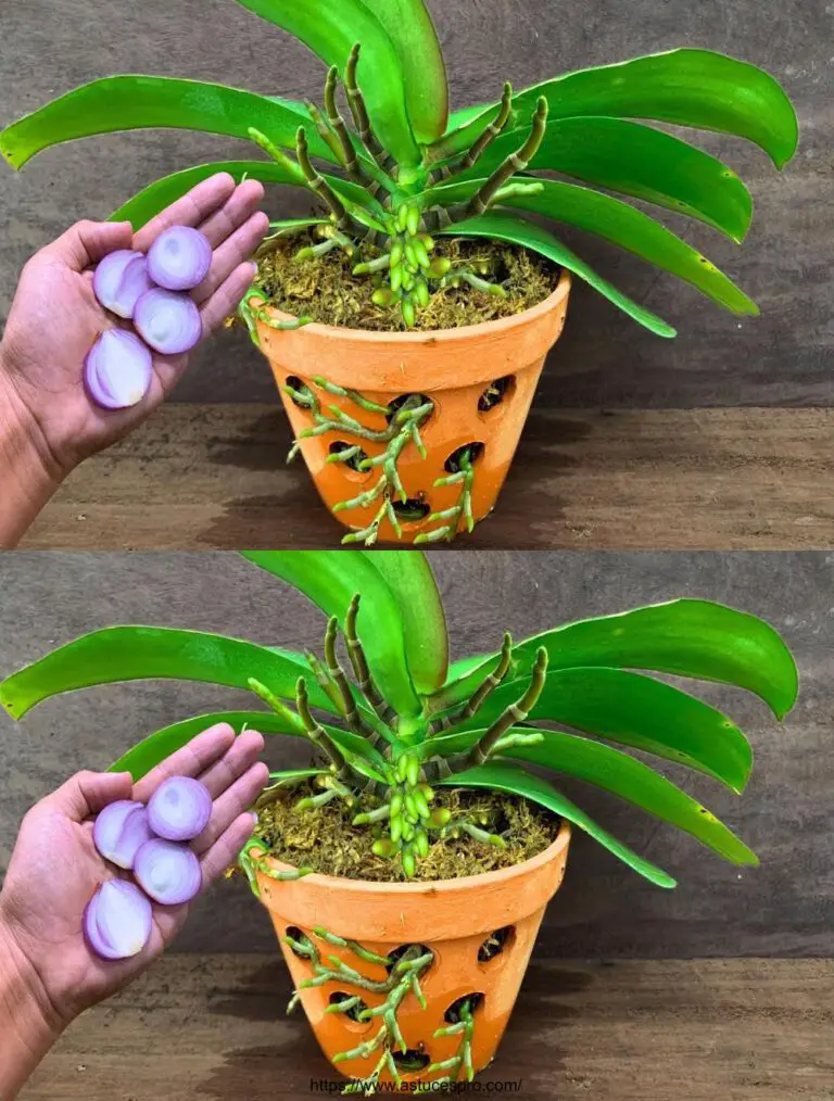 Rango por rebanada: ¡Las orquídeas florecen 500% más rápido!