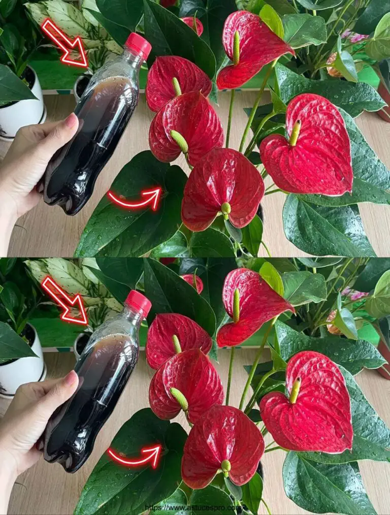 Anthurium florece sin fin con estos consejos