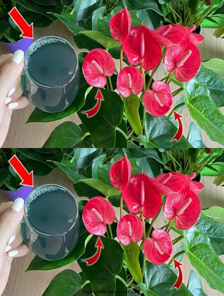 ¡Lo regalé en el Anthurium! La planta crece y florece al instante