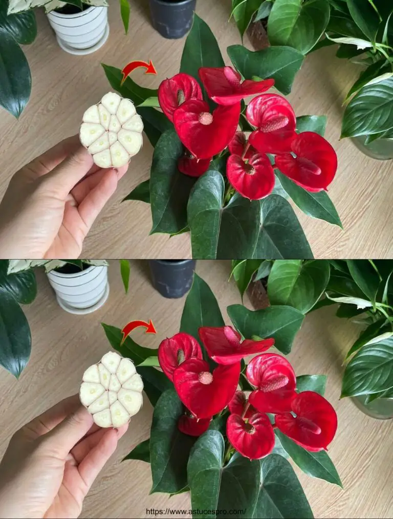 Con sólo 1 coágulo de ajo, el Anthurium es saludable y florece con muchas flores mágicas.