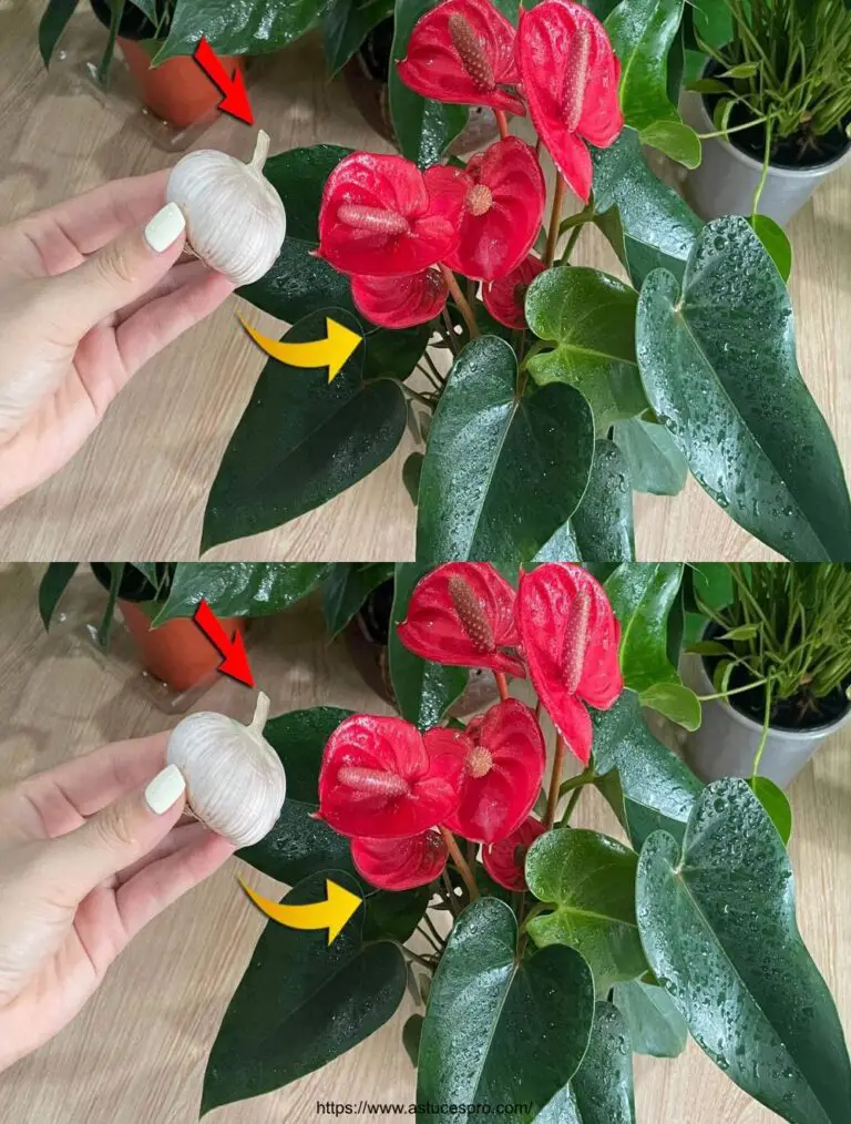 Sólo unos pocos dientes de ajo harán florecer y crecer el Anthurium a toda velocidad