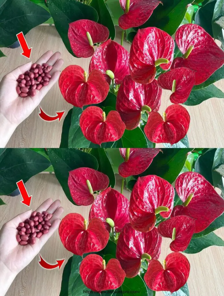 Con sólo algunas de estas semillas, el Anthurium crece vigorosamente y flores sin fin.