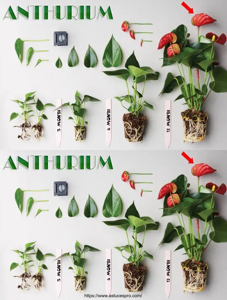 100% de éxito! Consejos para propagar Anthurium por cortes