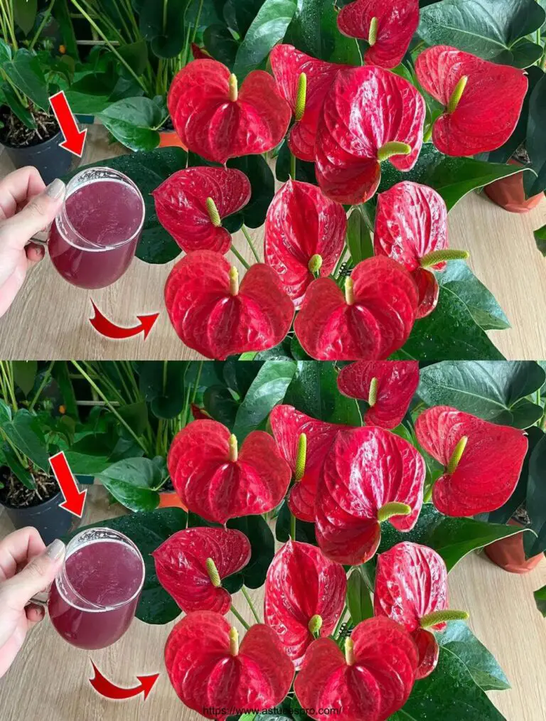 Sólo una rebanada de cebolla puede explotar el Anthurium con una profusión de hermosas flores.