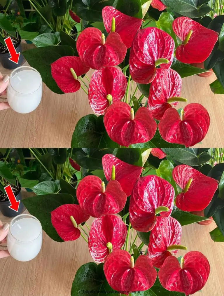 Aumentar la floración y el crecimiento de su Anthuriums con este fertilizante natural