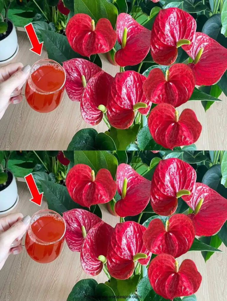 Sólo 1 vaso, sin flores Anthurium crece de repente y florece, fertilizantes naturales