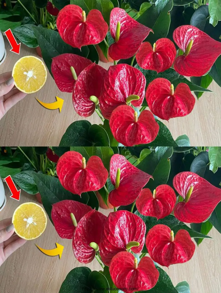 Sólo unas cuantas rebanadas de naranja: Anthurium flores al instante