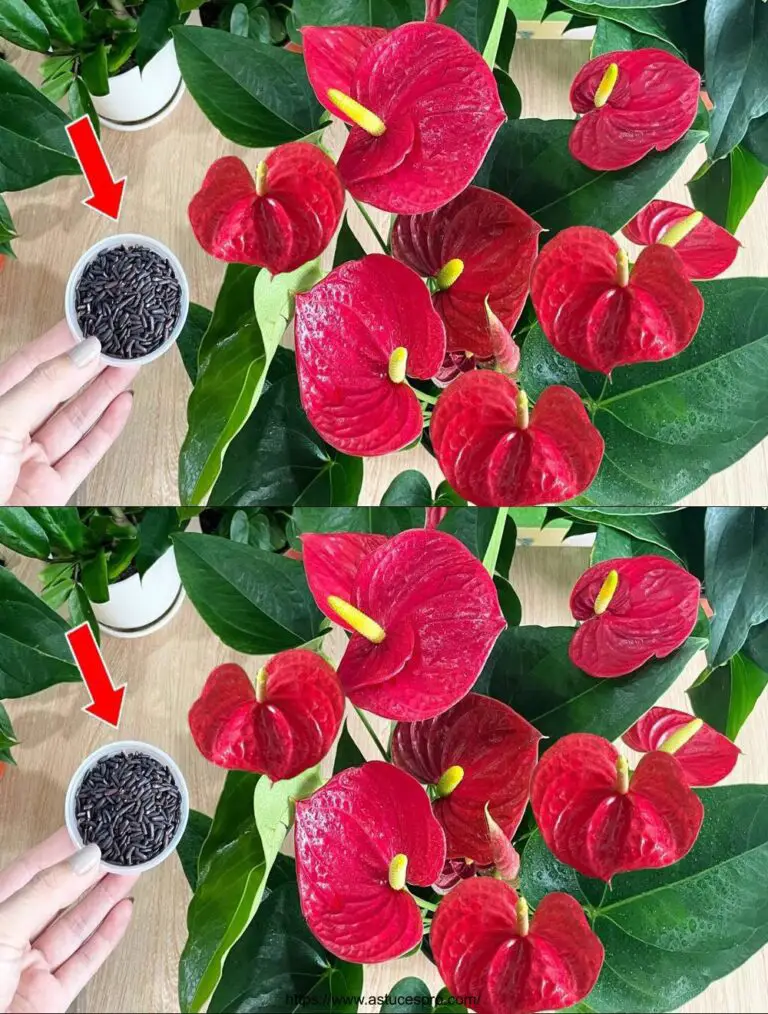 ¡Esperé esto en mi Anthurium! Flores florecieron por todo el jardín