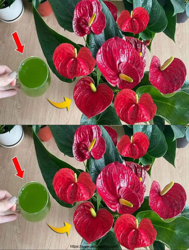 Sólo un vaso, Anthurium florece al instante