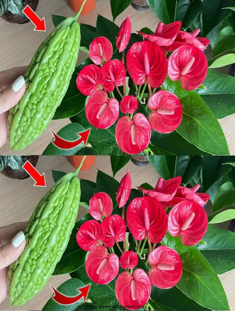 Sólo una fruta e innumerables flores floreciendo… fertilizantes naturales