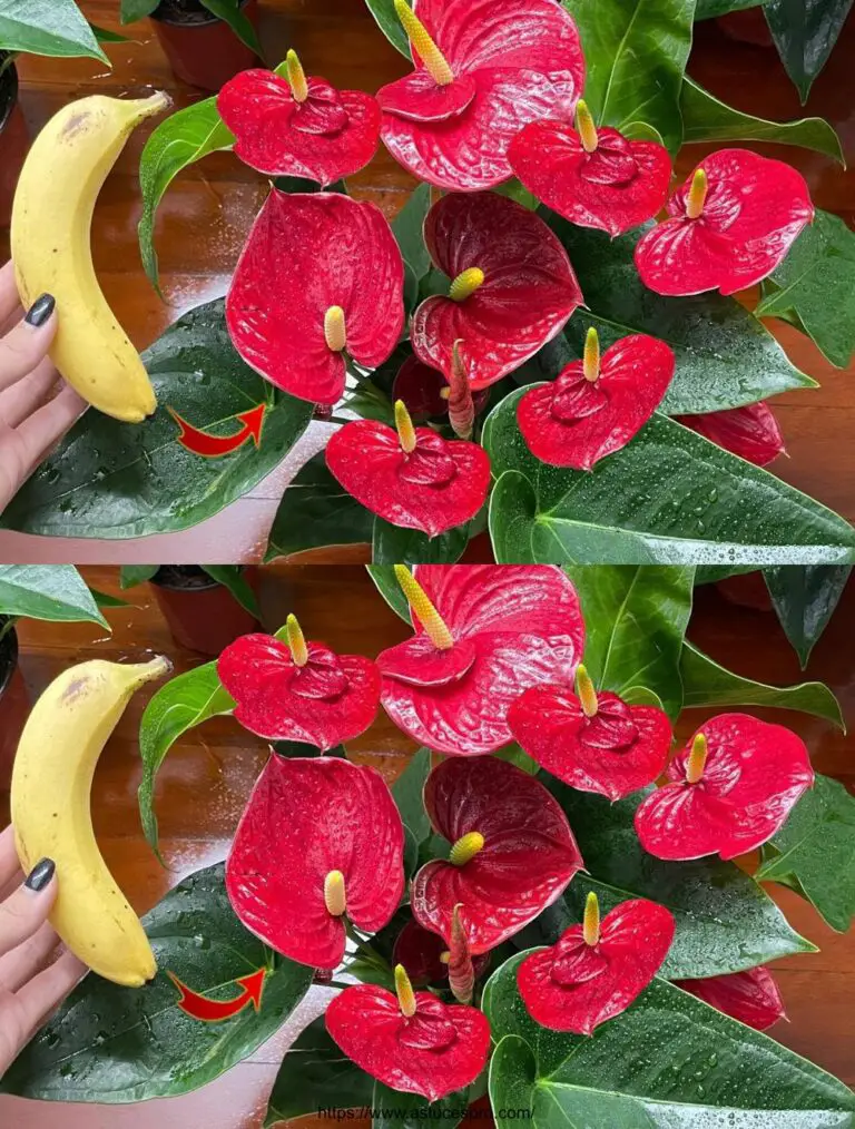 Tan mágico: Con una fruta simple, el Anthurium florece por todo el jardín.