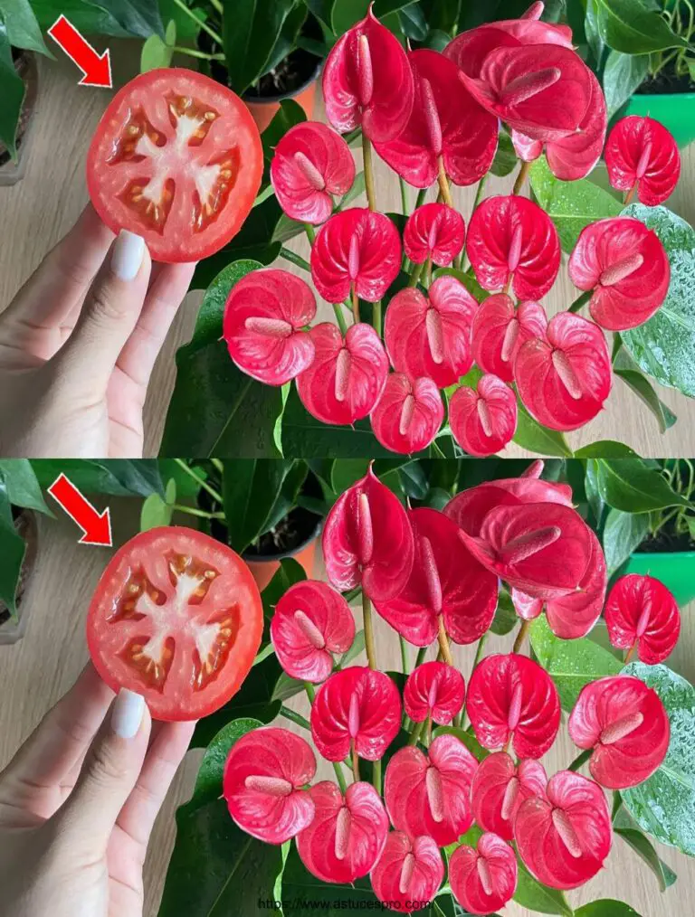 Una simple rodaja de tomate, flores continuas