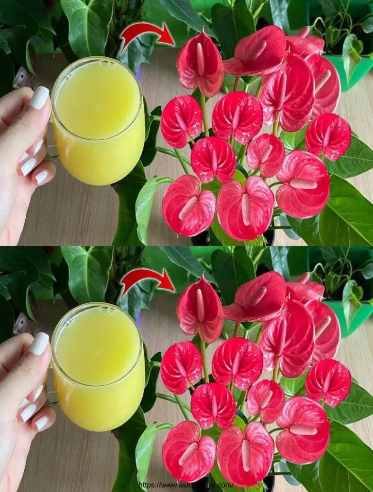 Necesitas una taza, dos veces a la semana: tus flores florecen todo el año