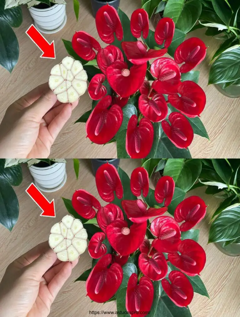 Consejos mágicos para florecer y crecer saludable Anthurium rápidamente