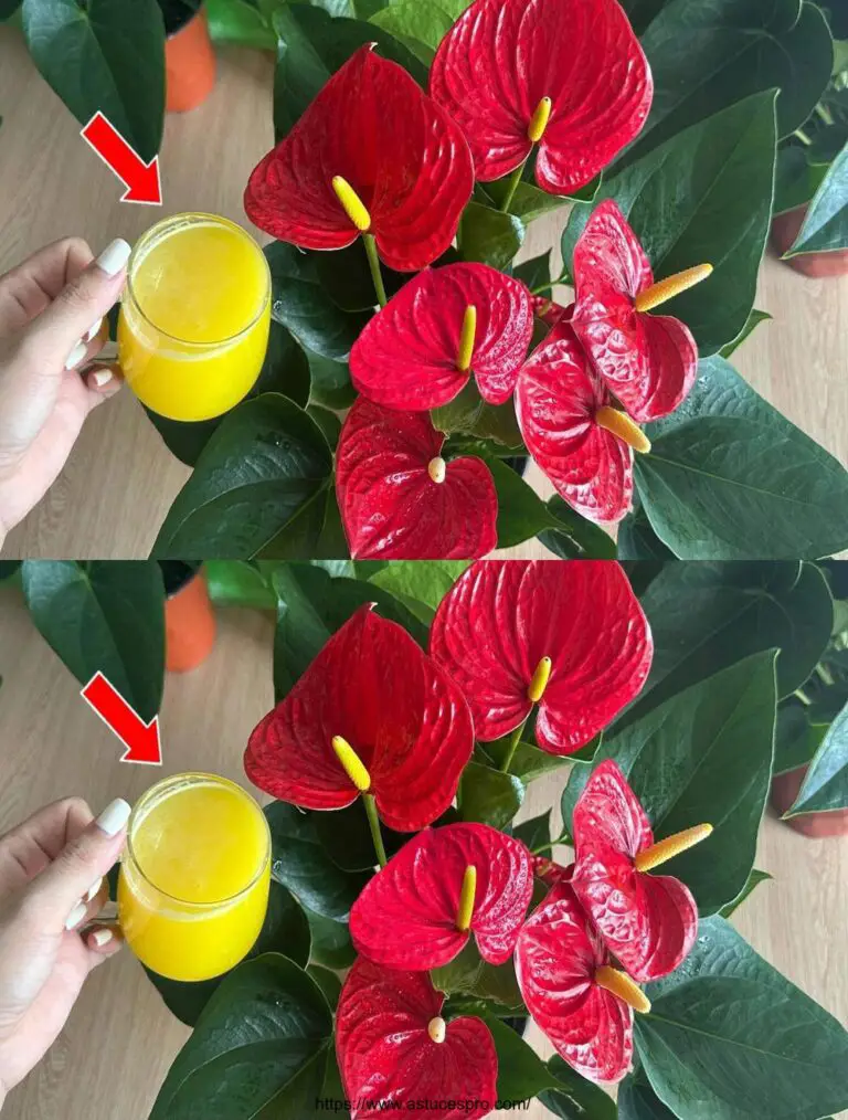 Sólo 1 vaso, Anthurium florece todo el año sin interrupción