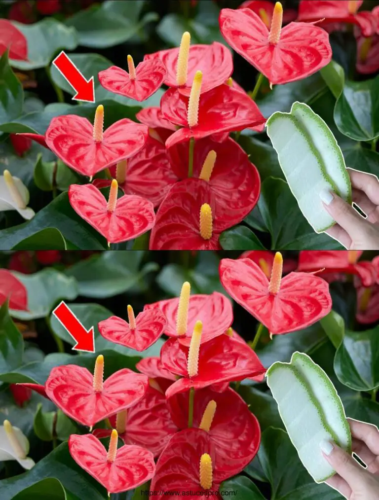 Gran receta para Anthurium, ¿alguna vez lo has probado? Abono natural