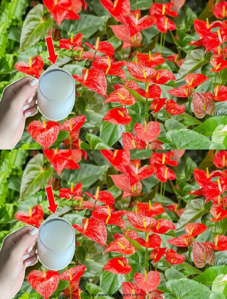 Fórmula de oro para brillante Anthuriums que florecen durante mucho tiempo