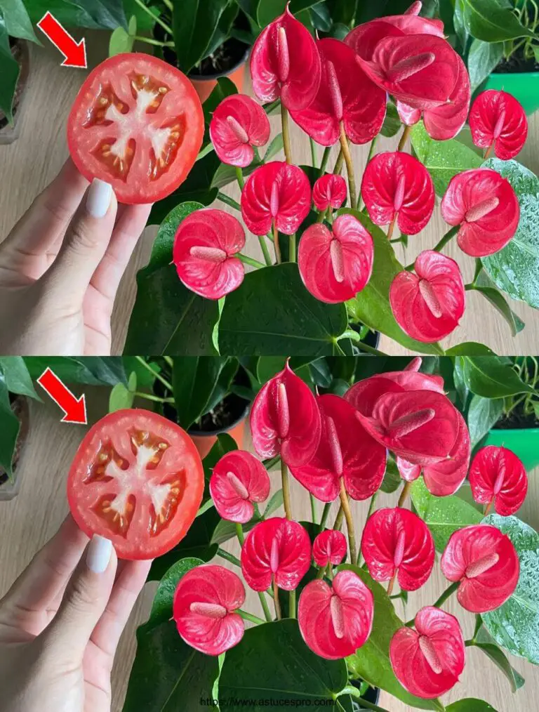 Sólo una rodaja de tomate, el Anthurium florece a lo largo de las cuatro estaciones.