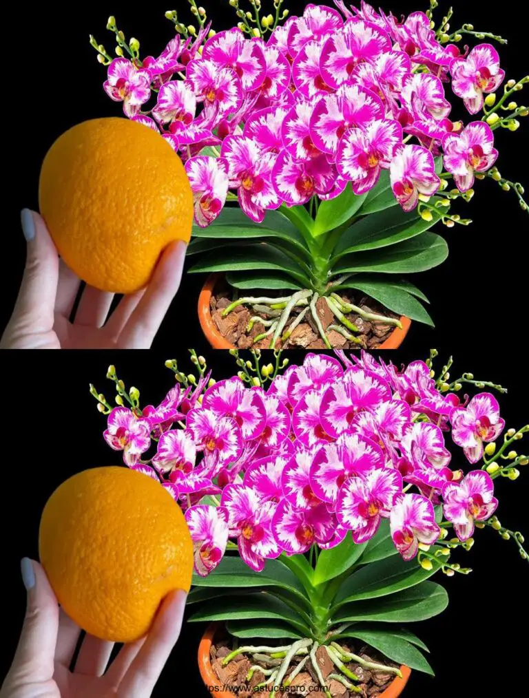 Con esta fruta única, las flores florecerán a lo largo del jardín.