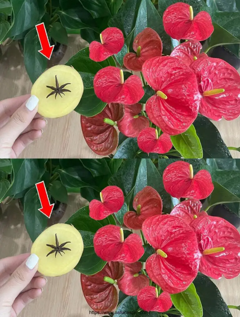 No imaginaba que este método pudiera ayudar al anthurium a producir tantas flores.