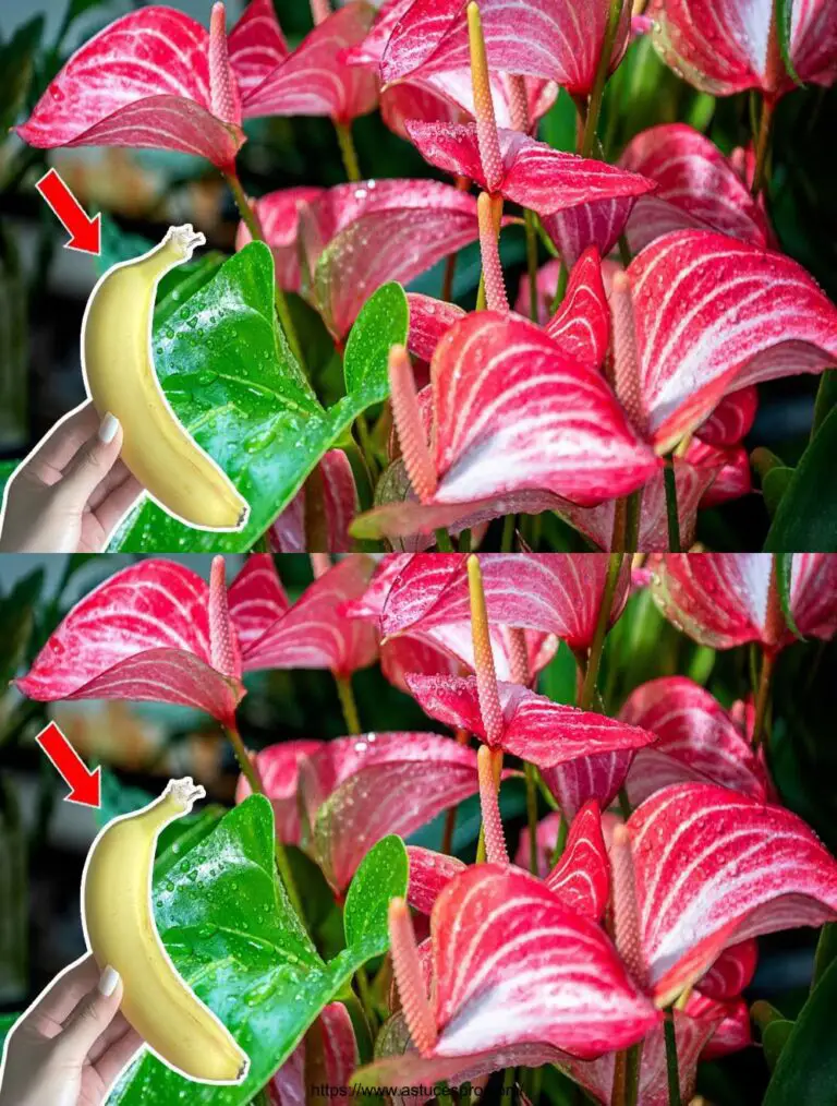 Sólo 1 fruta para hacer florecer mágicamente todo el jardín de Anthurium