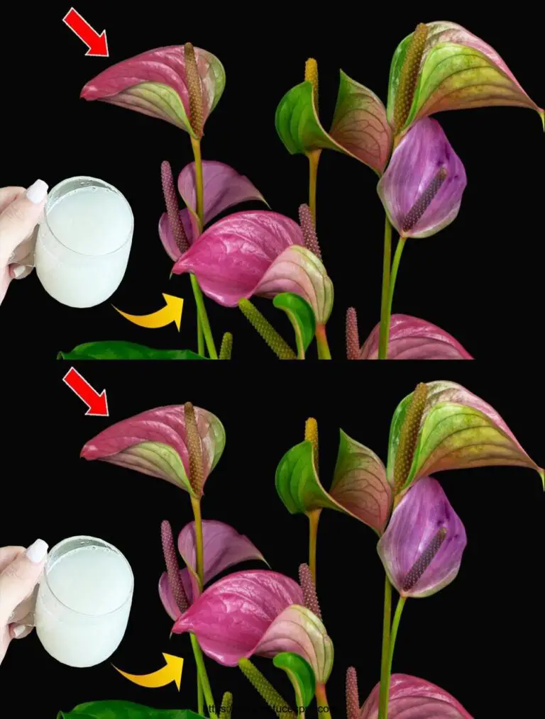 El secreto para mantener el Anthurium en flor