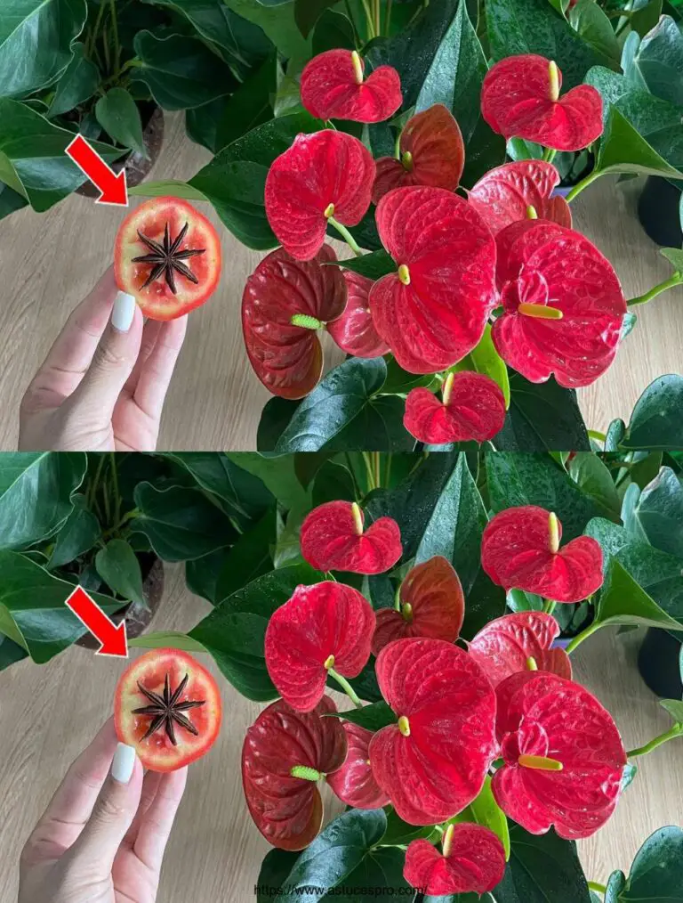 Sólo una rodaja de tomate, Anthurium florece sin interrupción