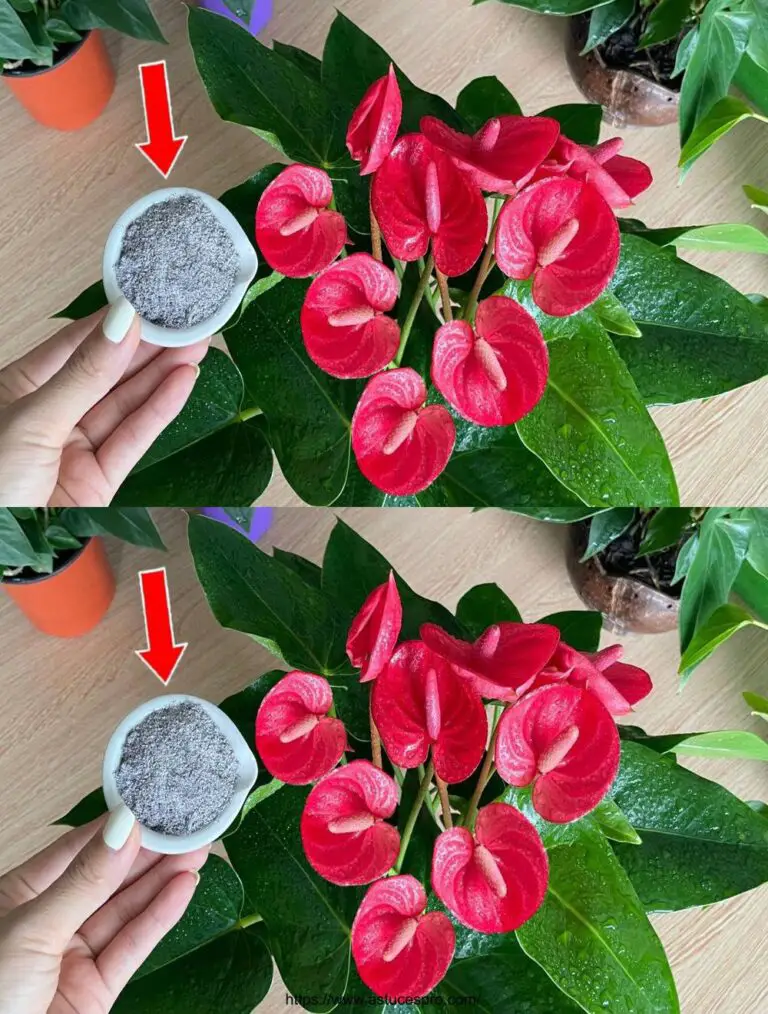 Haz tu Anthurium florecer y crecer 5 veces más rápido