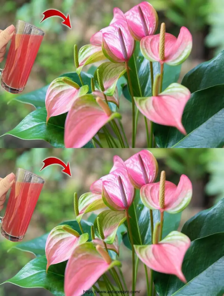 El secreto para el cultivo y la floración de Anthuriums: un fertilizante natural eficiente