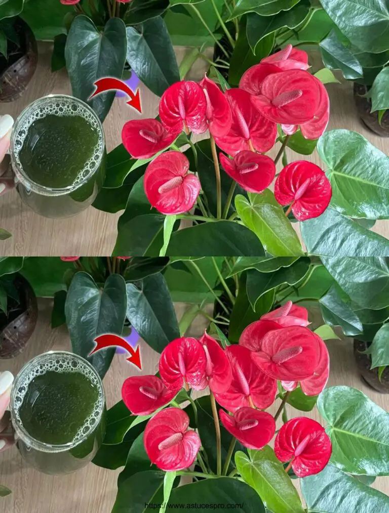 ¡Haz que este Anthurium florezca todo el año! Abonos naturales incluidos