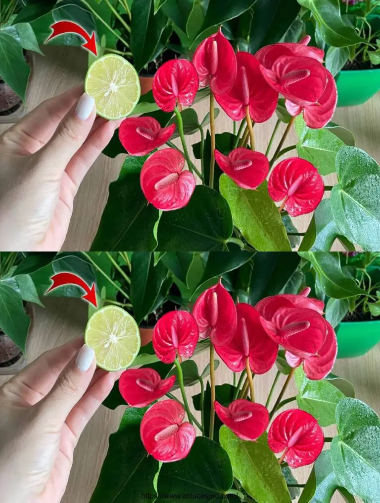 Te sorprenderá saber cómo cuidar de Anthurium de esta manera