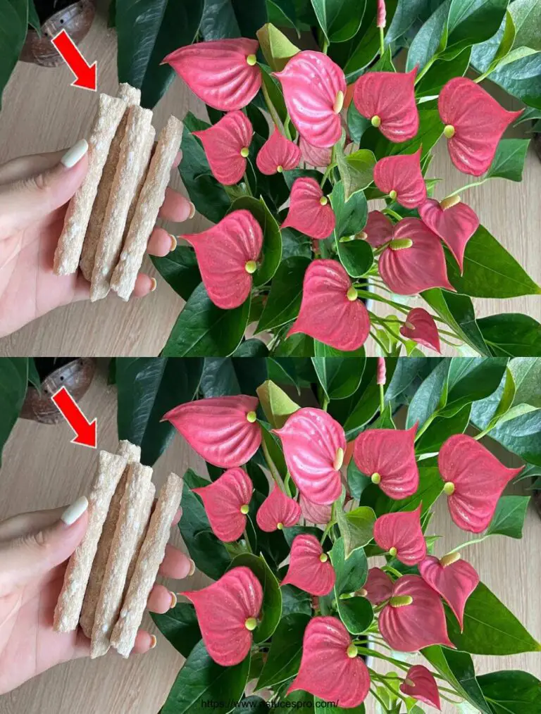 Cuida de tu Anthurium de esta manera para floraciones espectaculares