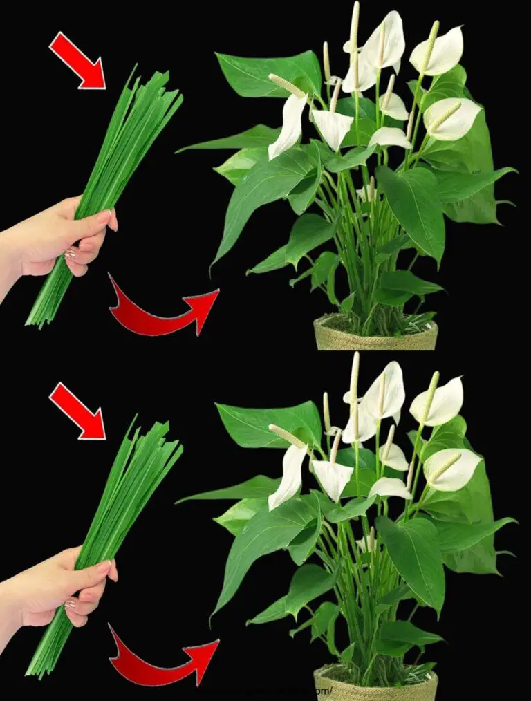 Resumen de los métodos de cuidado para ayudar al anthurium a tener muchas flores