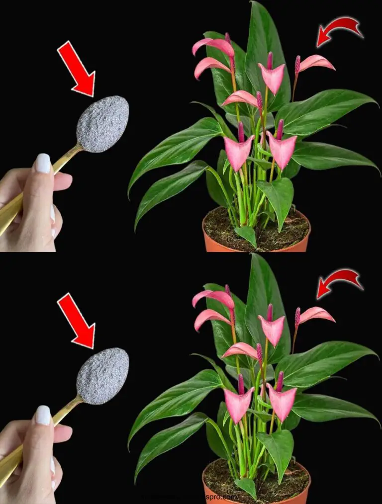 ¡Anthurium siempre florece! Secreto de una abuela de 90 años