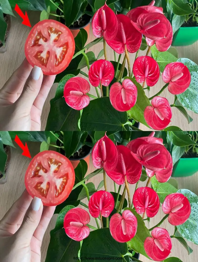 Sólo una rodaja de tomate, Anturim pica para florecer todo el año