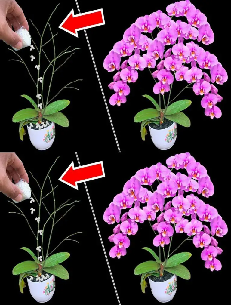 ¡Un aliento de cuchara es suficiente! Orquídeas florecen de repente con muchas flores mágicamente hermosas