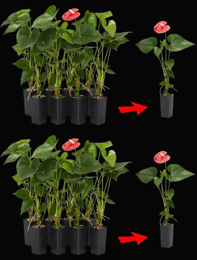 Consejos para una agricultura exitosa 100% Anthuriums con fertilizante natural