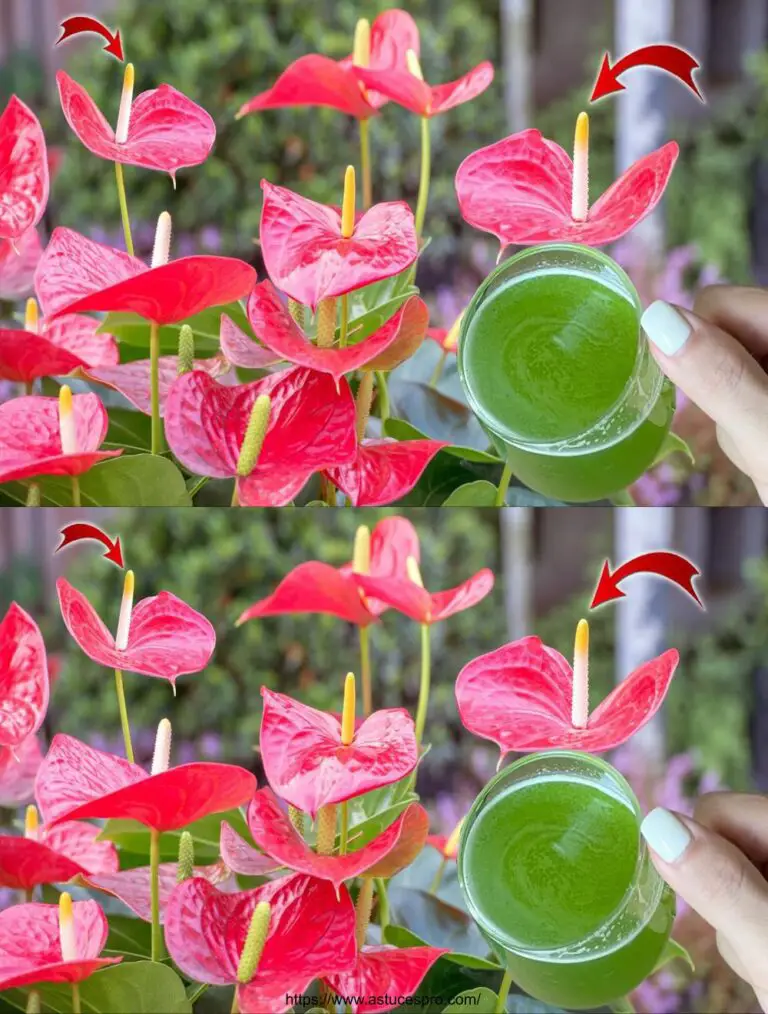 ¡Abonos mágicos! Flores en plena floración durante 3 meses consecutivos (Todas las plantas)