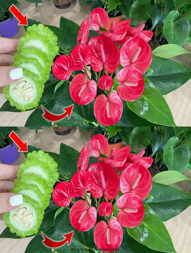 ¡Qué sorpresa! Después de alimentar el Anthurium con esto, las flores eclosionan en fertilizantes naturales