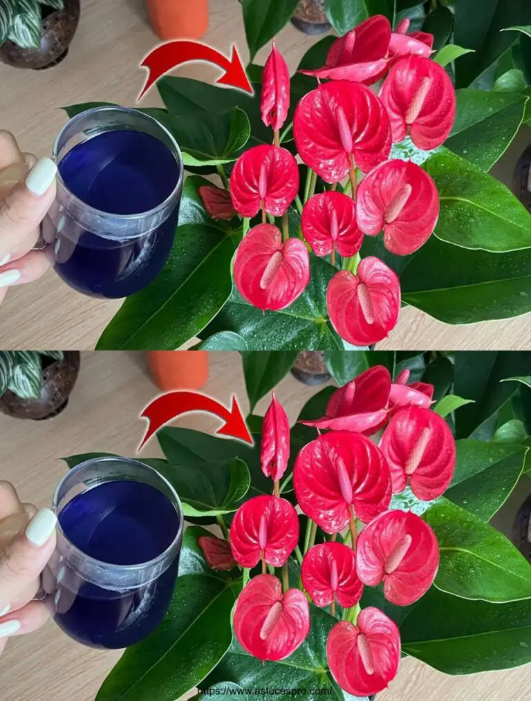 Sólo una taza, las flores florecen todo el año (Cualquier Planta)