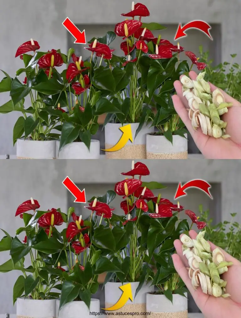 ¡Inténtalo ahora! Ayuda a la flor de Anthurium de forma continua