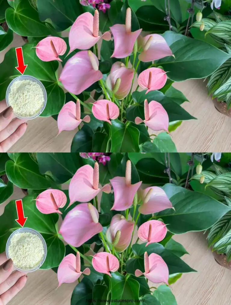 Spread 1 cuchara, que habría pensado ver el Anthurium florecer increíblemente, fertilizantes naturales